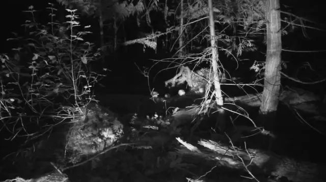 Xem phim Truy Tìm Bigfoot Vietsub HD tại PhimMoiHot Xem phim Truy Tìm Bigfoot Vietsub HD tại PhimMoiHot