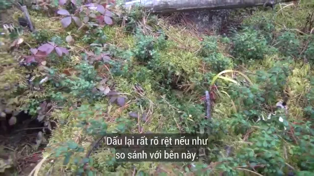 Hình ảnh phim Truy Tìm Bigfoot trên PhimMoiHot Hình ảnh phim Truy Tìm Bigfoot trên PhimMoiHot