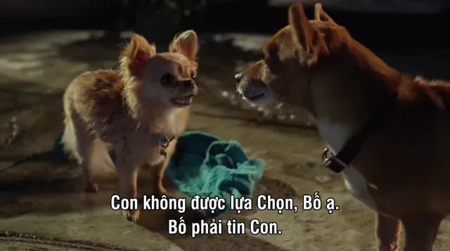 Những Chú Chó Chihuahua 3 2012 Vietsub HD - PhimMoiHot Những Chú Chó Chihuahua 3 2012 Vietsub HD - PhimMoiHot