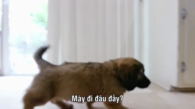 Xem phim Cuộc Sống Ở Trại Chó Vietsub HD tại PhimMoiHot Xem phim Cuộc Sống Ở Trại Chó Vietsub HD tại PhimMoiHot