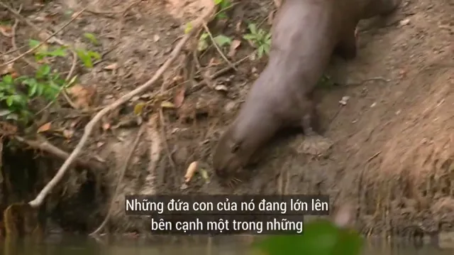 Xem phim Thiên Nhiên Brazil Hoang Dã Vietsub HD tại PhimMoiHot Xem phim Thiên Nhiên Brazil Hoang Dã Vietsub HD tại PhimMoiHot