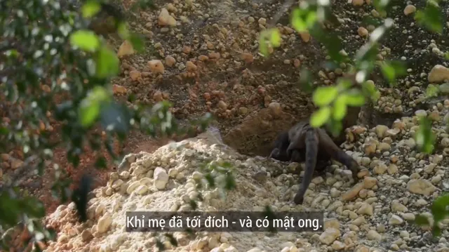 Hình ảnh phim Thiên Nhiên Brazil Hoang Dã trên PhimMoiHot Hình ảnh phim Thiên Nhiên Brazil Hoang Dã trên PhimMoiHot