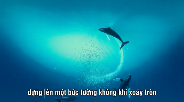 Hình ảnh phim Cá Voi Lưng Gù trên PhimMoiHot Hình ảnh phim Cá Voi Lưng Gù trên PhimMoiHot