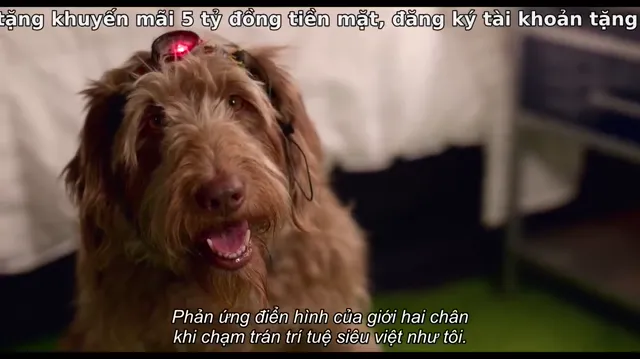 Xem phim Tâm tư của chú khuyển Vietsub HD tại PhimMoiHot Xem phim Tâm tư của chú khuyển Vietsub HD tại PhimMoiHot
