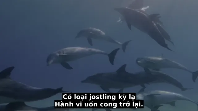 Diving with Dolphins 2020 Vietsub HD - PhimMoiHot Diving with Dolphins 2020 Vietsub HD - PhimMoiHot