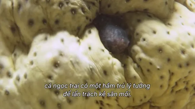 Hành tinh kỳ quái tập 9 Vietsub HD - PhimMoiHot Hành tinh kỳ quái tập 9 Vietsub HD - PhimMoiHot