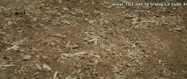Xem Nữ Hoàng Võ Thuật 2 tập 1 Vietsub tại PhimMoiHot Xem Nữ Hoàng Võ Thuật 2 tập 1 Vietsub tại PhimMoiHot