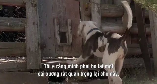 Xem phim Homeward Bound: The Incredible Journey Vietsub HD tại PhimMoiHot Xem phim Homeward Bound: The Incredible Journey Vietsub HD tại PhimMoiHot