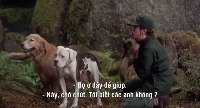 Homeward Bound: The Incredible Journey 1993 Vietsub HD - PhimMoiHot Homeward Bound: The Incredible Journey 1993 Vietsub HD - PhimMoiHot