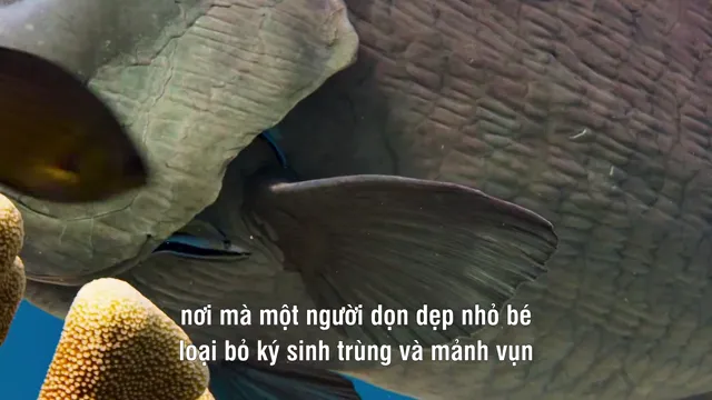 Hình ảnh phim Rạn San Hô Cá Heo trên PhimMoiHot Hình ảnh phim Rạn San Hô Cá Heo trên PhimMoiHot