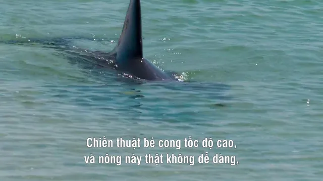 Rạn San Hô Cá Heo 2018 Vietsub HD - PhimMoiHot Rạn San Hô Cá Heo 2018 Vietsub HD - PhimMoiHot
