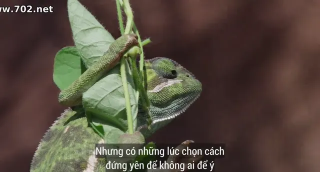 Xem phim Nữ Hoàng Voi Vietsub HD tại PhimMoiHot Xem phim Nữ Hoàng Voi Vietsub HD tại PhimMoiHot