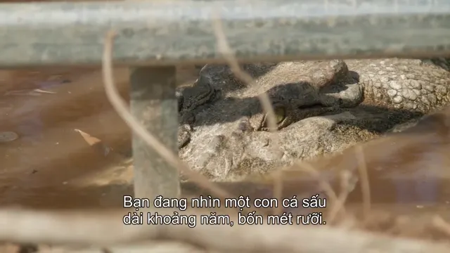 Lãnh địa cá sấu hoang 2022 Vietsub HD - PhimMoiHot Lãnh địa cá sấu hoang 2022 Vietsub HD - PhimMoiHot