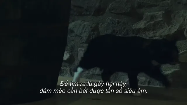 Những chú mèo nghĩ gì tập 1 Vietsub HD - PhimMoiHot