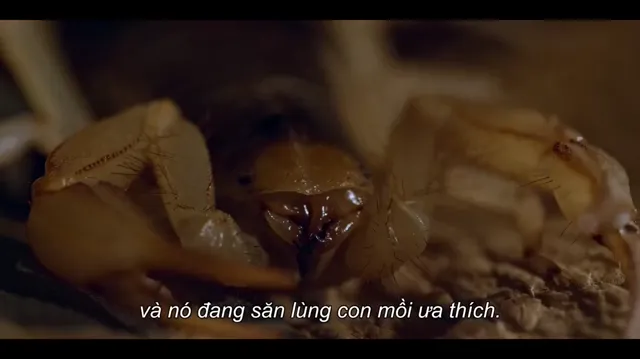 Những sinh vật tí hon 2020 Vietsub HD - PhimMoiHot Những sinh vật tí hon 2020 Vietsub HD - PhimMoiHot