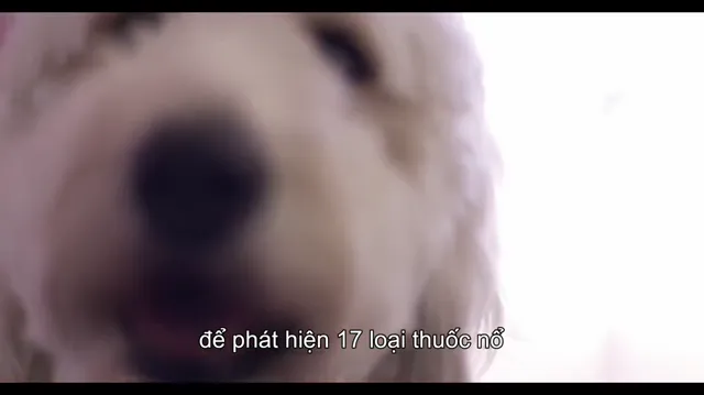 Xem Những chú chó tập 2 Vietsub tại PhimMoiHot Xem Những chú chó tập 2 Vietsub tại PhimMoiHot