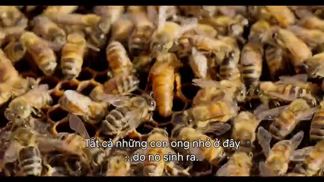 Mục ruỗng (Phần 1) tập 6 Vietsub HD - PhimMoiHot Mục ruỗng (Phần 1) tập 6 Vietsub HD - PhimMoiHot