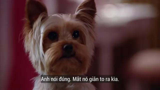 Sharpay Phiêu Lưu Ký 2011 Vietsub HD - PhimMoiHot Sharpay Phiêu Lưu Ký 2011 Vietsub HD - PhimMoiHot