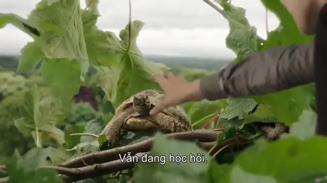 Phù thủy xui xẻo (Phần 2) tập 13 Vietsub HD - PhimMoiHot Phù thủy xui xẻo (Phần 2) tập 13 Vietsub HD - PhimMoiHot