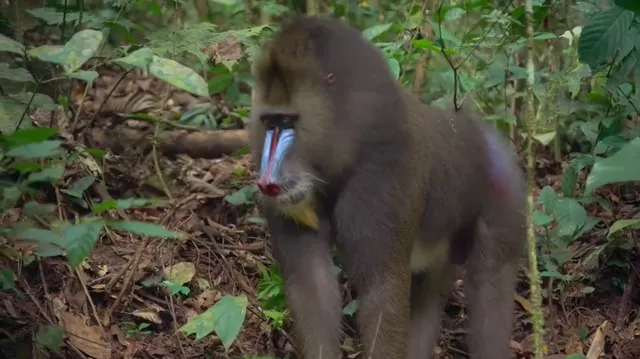 Xem David Attenborough: Sự sống đầy màu sắc tập 3 Vietsub tại PhimMoiHot Xem David Attenborough: Sự sống đầy màu sắc tập 3 Vietsub tại PhimMoiHot