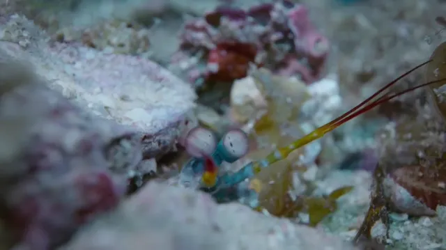 David Attenborough: Sự sống đầy màu sắc tập 3 Vietsub HD - PhimMoiHot David Attenborough: Sự sống đầy màu sắc tập 3 Vietsub HD - PhimMoiHot