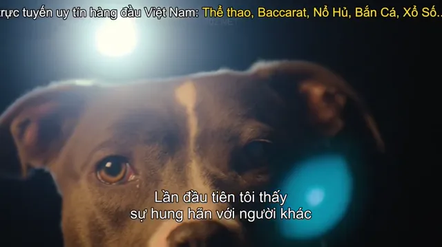 Xem Cali K9: Trường huấn khuyển tập 1 Vietsub tại PhimMoiHot Xem Cali K9: Trường huấn khuyển tập 1 Vietsub tại PhimMoiHot