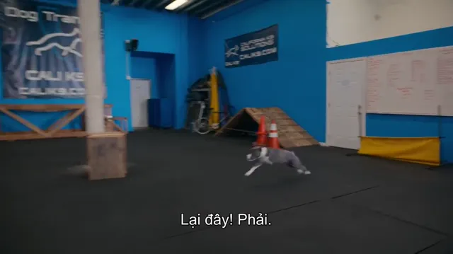 Cali K9: Trường huấn khuyển tập 1 Vietsub HD - PhimMoiHot Cali K9: Trường huấn khuyển tập 1 Vietsub HD - PhimMoiHot