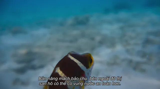 Xem Puff: Rạn san hô kỳ diệu tập 1 Vietsub tại PhimMoiHot Xem Puff: Rạn san hô kỳ diệu tập 1 Vietsub tại PhimMoiHot
