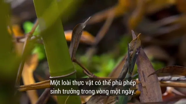 Xem Trái Đất: Một Ngày Tuyệt Vời tập 1 Vietsub tại PhimMoiHot Xem Trái Đất: Một Ngày Tuyệt Vời tập 1 Vietsub tại PhimMoiHot