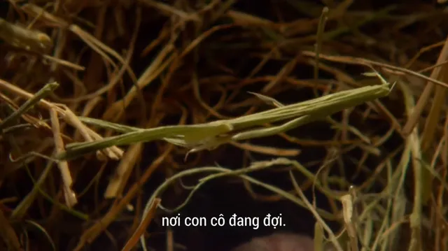 Trái Đất: Một Ngày Tuyệt Vời tập 1 Vietsub HD - PhimMoiHot Trái Đất: Một Ngày Tuyệt Vời tập 1 Vietsub HD - PhimMoiHot