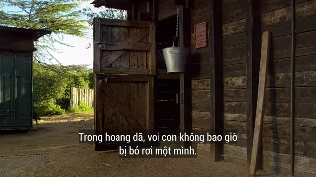 Hình ảnh Những Loài Vật Mồ Côi tập 1 trên PhimMoiHot Hình ảnh Những Loài Vật Mồ Côi tập 1 trên PhimMoiHot
