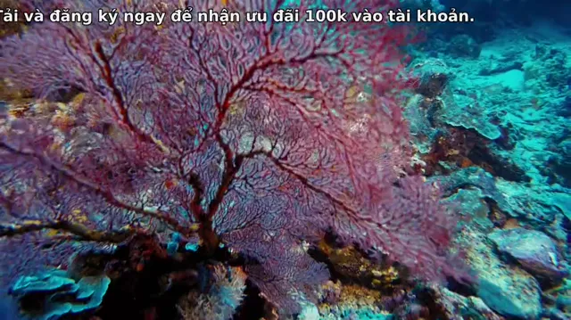 Xem phim Dưới Lòng Đại Dương Vietsub HD tại PhimMoiHot Xem phim Dưới Lòng Đại Dương Vietsub HD tại PhimMoiHot
