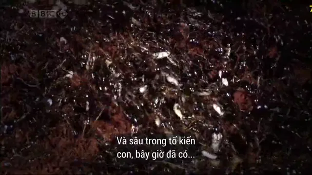 Kiến ăn thịt tập 1 Vietsub HD - PhimMoiHot Kiến ăn thịt tập 1 Vietsub HD - PhimMoiHot