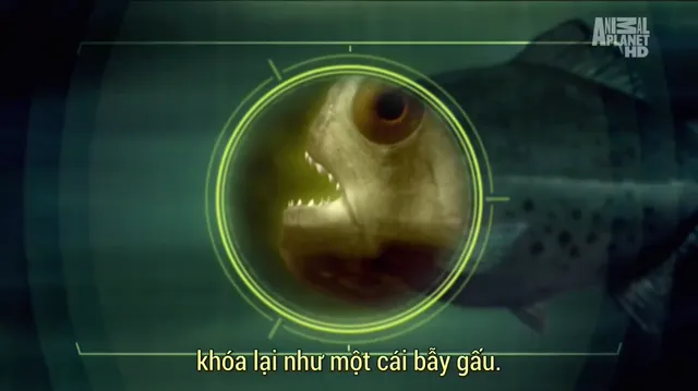 Xem Thủy Quái (Phần 1) tập 5 Vietsub tại PhimMoiHot Xem Thủy Quái (Phần 1) tập 5 Vietsub tại PhimMoiHot