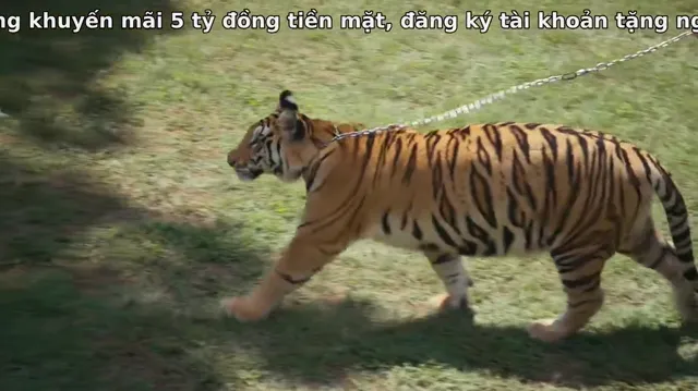 Vua hổ: Chuyện về Doc Antle 2021 Vietsub HD - PhimMoiHot Vua hổ: Chuyện về Doc Antle 2021 Vietsub HD - PhimMoiHot
