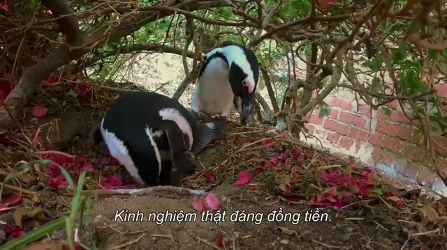 Hình ảnh Thị trấn cánh cụt tập 7 trên PhimMoiHot Hình ảnh Thị trấn cánh cụt tập 7 trên PhimMoiHot