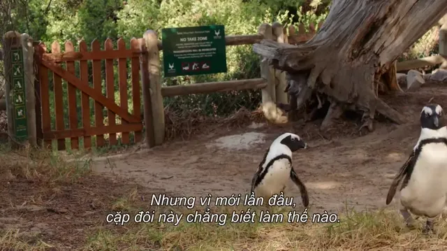 Thị trấn cánh cụt tập 7 Vietsub HD - PhimMoiHot Thị trấn cánh cụt tập 7 Vietsub HD - PhimMoiHot