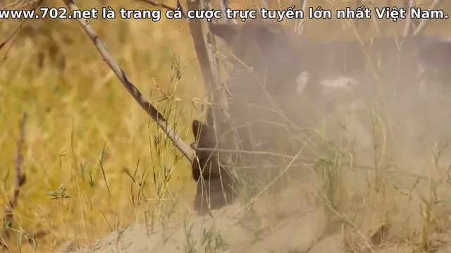 Xem Sinh tồn nơi thiên đường: Câu chuyện gia đình động vật tập 1 Vietsub tại PhimMoiHot