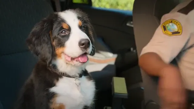 Hình ảnh Super PupZ: Những chú cún siêu năng tập 2 trên PhimMoiHot Hình ảnh Super PupZ: Những chú cún siêu năng tập 2 trên PhimMoiHot