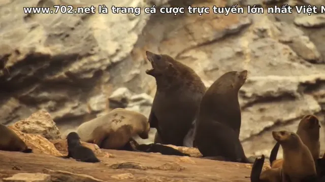 Xem Động vật chào đời tập 7 Vietsub tại PhimMoiHot Xem Động vật chào đời tập 7 Vietsub tại PhimMoiHot