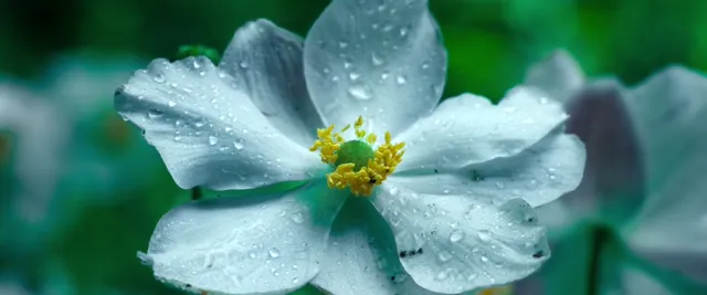 Hình ảnh Anemone tập 1 trên PhimMoiHot Hình ảnh Anemone tập 1 trên PhimMoiHot
