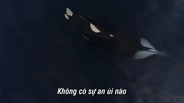 Hình ảnh Bí Ẩn Của Loài Cá Voi tập 2 trên PhimMoiHot Hình ảnh Bí Ẩn Của Loài Cá Voi tập 2 trên PhimMoiHot