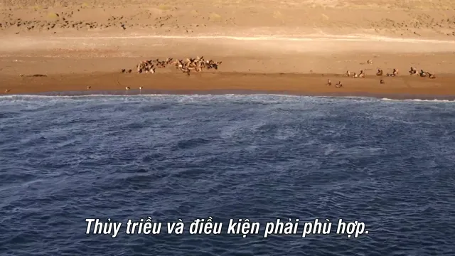 Bí Ẩn Của Loài Cá Voi tập 2 Vietsub HD - PhimMoiHot Bí Ẩn Của Loài Cá Voi tập 2 Vietsub HD - PhimMoiHot
