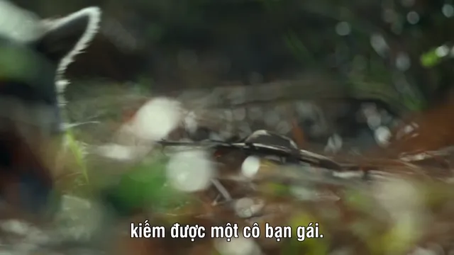 Xem phim Ác Mộng Của Thiên Nhiên Vietsub HD tại PhimMoiHot Xem phim Ác Mộng Của Thiên Nhiên Vietsub HD tại PhimMoiHot