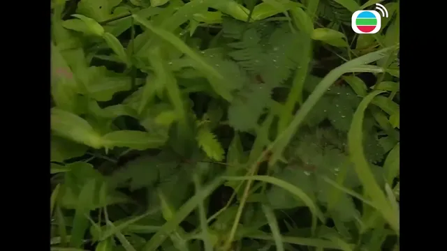 Hình ảnh phim Tây Du Ký trên PhimMoiHot Hình ảnh phim Tây Du Ký trên PhimMoiHot