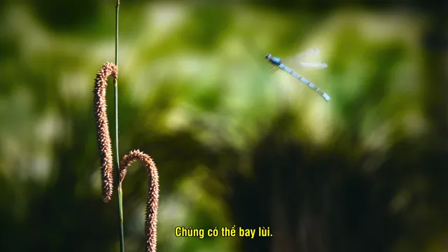 Hình ảnh phim Loài Chuồn Chuồn trên PhimMoiHot Hình ảnh phim Loài Chuồn Chuồn trên PhimMoiHot