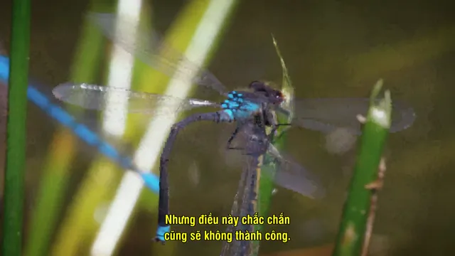 Loài Chuồn Chuồn 2019 Vietsub HD - PhimMoiHot Loài Chuồn Chuồn 2019 Vietsub HD - PhimMoiHot