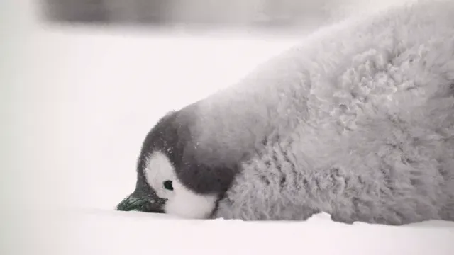 Xem phim Secrets of the Penguins Vietsub HD tại PhimMoiHot Xem phim Secrets of the Penguins Vietsub HD tại PhimMoiHot