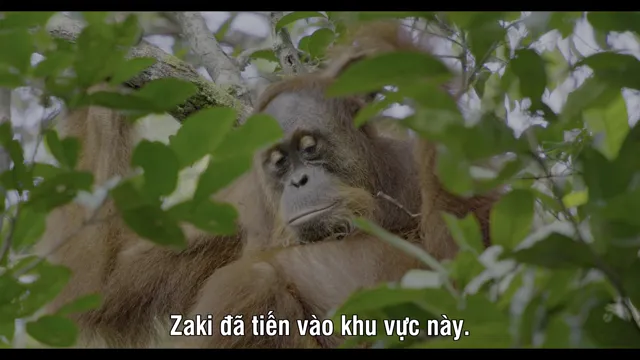 Orangutan 2026 Vietsub HD - PhimMoiHot Orangutan 2026 Vietsub HD - PhimMoiHot