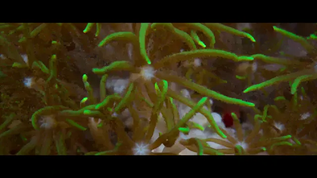 Xem Ocean with David Attenborough tập 1 Vietsub tại PhimMoiHot Xem Ocean with David Attenborough tập 1 Vietsub tại PhimMoiHot